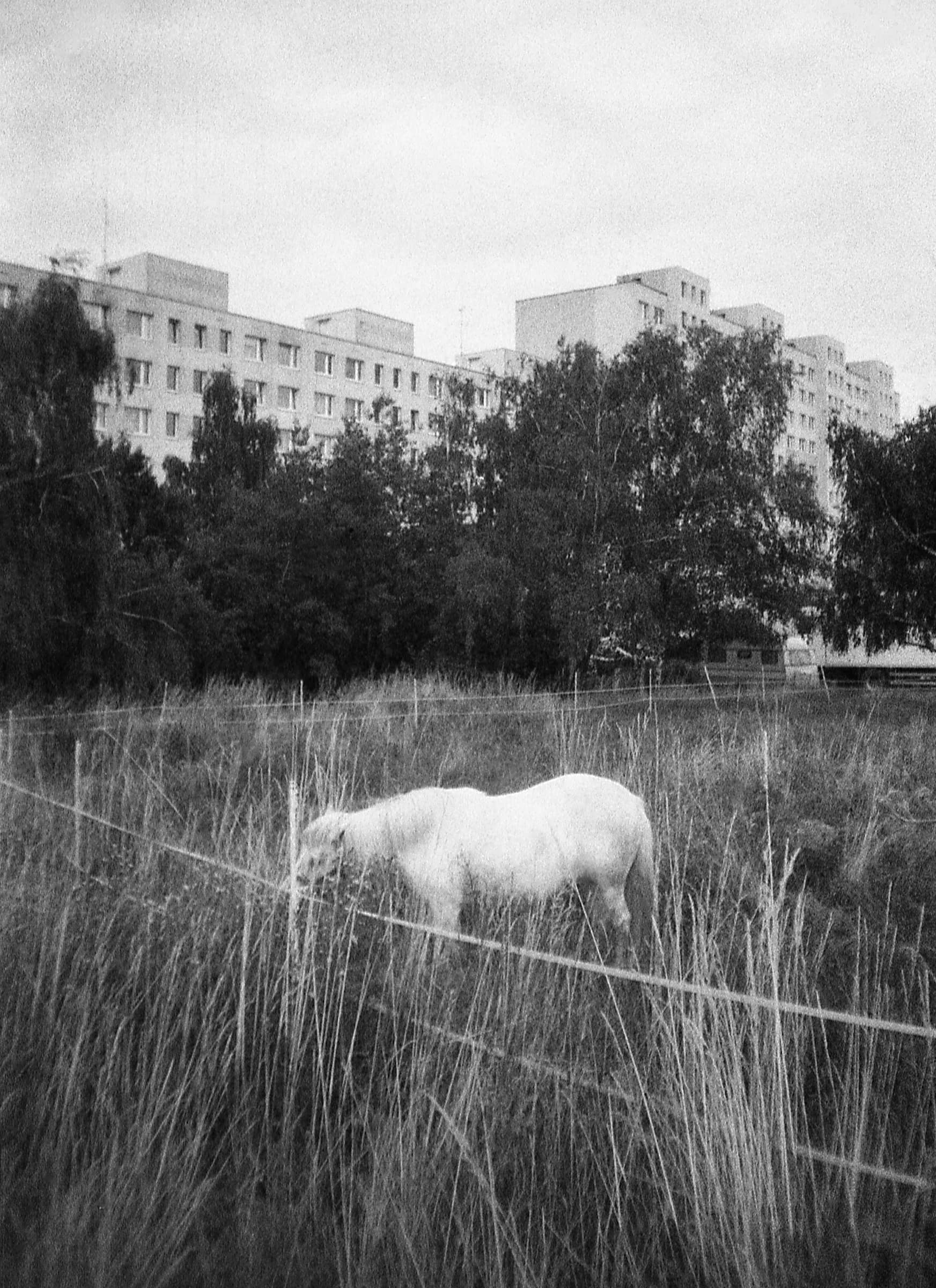 Location: Prague (CZE) – Háje – August 2021 Setup: Fomapan ISO: 400